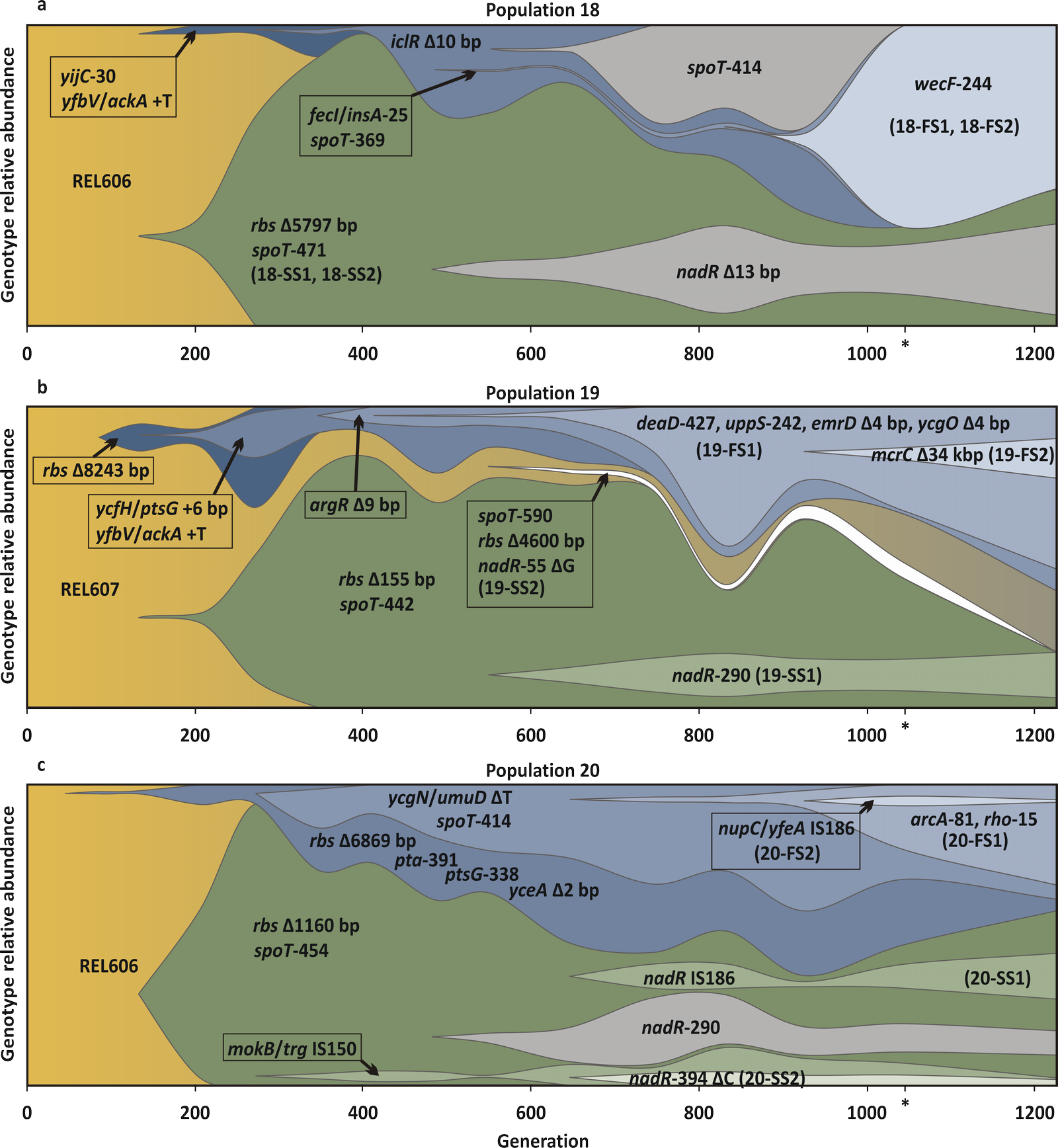 Parallel Evolutionary Dynamics of Adaptive Diversification in Escherichia coli PLoS Biology Parallel Evolutionary Dynamics of Adaptive Diversification in Escherichia coli PLoS Biology
